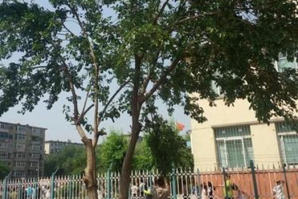 桑树的神秘颜色与命运的关联探讨