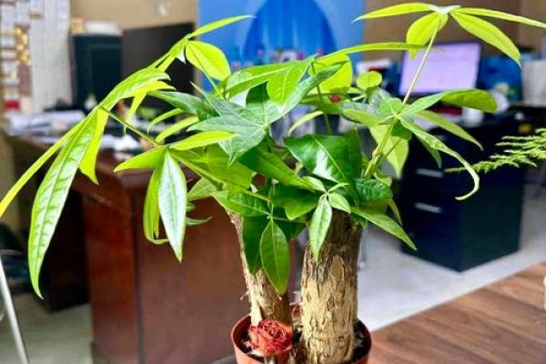 金命人的招财风水布局:吧台设计与摆放技巧 金命人的招财风水布局:吧台设计与摆放技巧