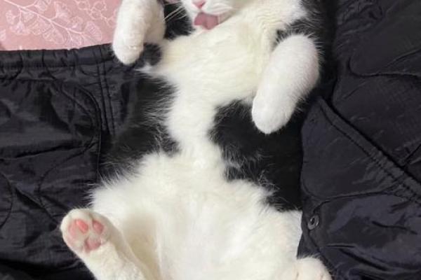 探寻猫命的奥秘:揭示猫咪背后的深刻含义与象征 探寻猫命的奥秘:揭示猫咪背后的深刻含义与象征