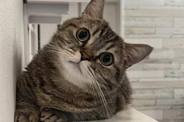 探寻猫命的奥秘:揭示猫咪背后的深刻含义与象征 探寻猫命的奥秘:揭示猫咪背后的深刻含义与象征