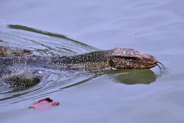 揭示9189年蛇命的奥秘：生命、性格与运势的全景探索