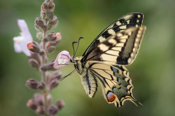 属鸡的53年:揭示你的命运之路与人生智慧 属鸡的53年:揭示你的命运之路与人生智慧