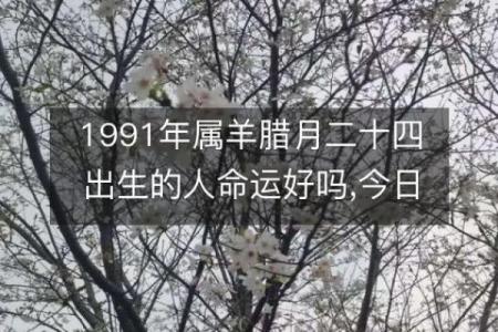 1991年出生的羊：命运与性格的精彩探秘