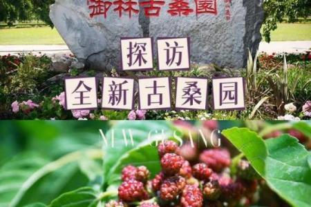 桑树的神秘颜色与命运的关联探讨