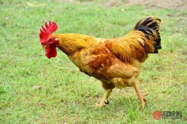 2018年属鸡人命理解析:鸡年出生者的性格与运势 2018年属鸡人命理解析:鸡年出生者的性格与运势