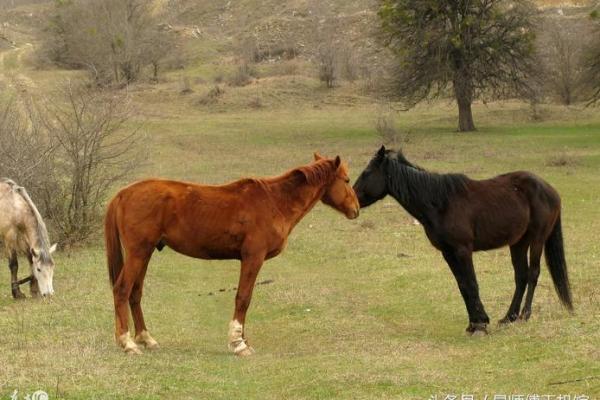 揭秘属相与命运:不同生肖的人生轨迹与命运之道 揭秘属相与命运:不同生肖的人生轨迹与命运之道