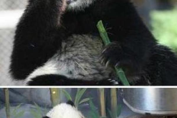 饿火命与动物的相生相克——探索适合的伴侣动物与生活方式 饿火命与动物的相生相克——探索适合的伴侣动物与生活方式