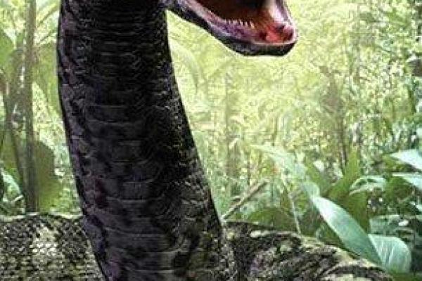 饿火命与动物的相生相克——探索适合的伴侣动物与生活方式 饿火命与动物的相生相克——探索适合的伴侣动物与生活方式