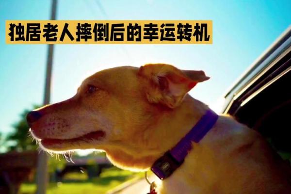 逢凶化吉:揭秘命格中的幸运与转机 逢凶化吉:揭秘命格中的幸运与转机