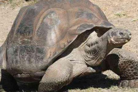 什么动物的寿命竟然比人的命还长？揭秘那些长寿生灵！