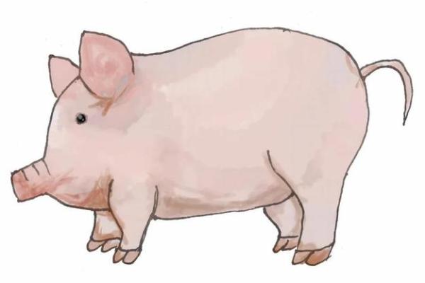 属猪者24岁命运解析:豪迈与温暖的交织人生 属猪者24岁命运解析:豪迈与温暖的交织人生