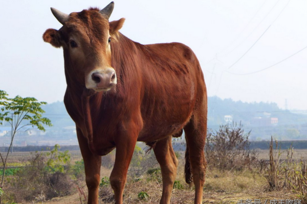 73年出生的属牛人命运解析：事业、爱情与成功的钥匙