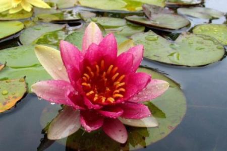 什么火命的人养不了植物？深度解析火命与植物关系