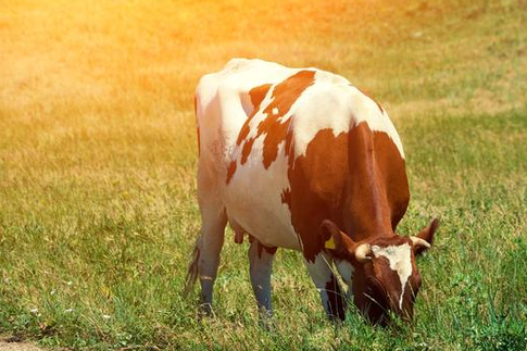 属相牛的命运分析：2023年牛年运势详解与人生指导