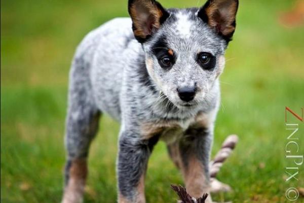 如何为山头火命属狗的人选择吉祥物与佩戴物品？