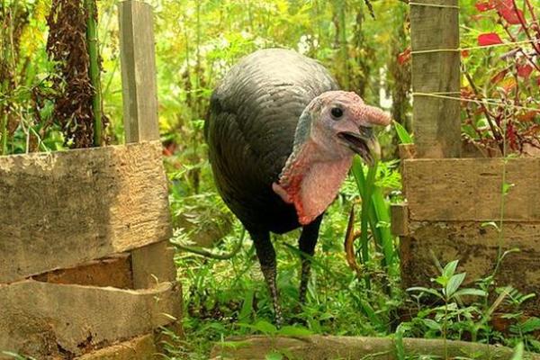 1957火鸡年与生肖的完美搭配解析