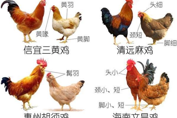 1957火鸡年与生肖的完美搭配解析