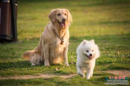 82属狗男命格解析：性格、事业与感情之路