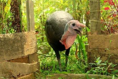 1957火鸡年与生肖的完美搭配解析