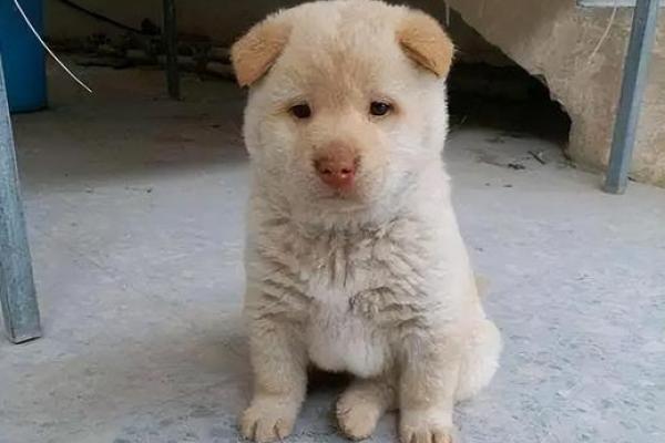 958年狗的命运：狗年人的性格与命理解析