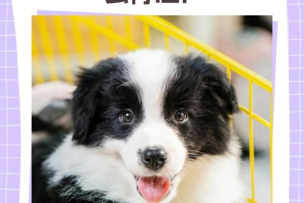 958年狗的命运：狗年人的性格与命理解析