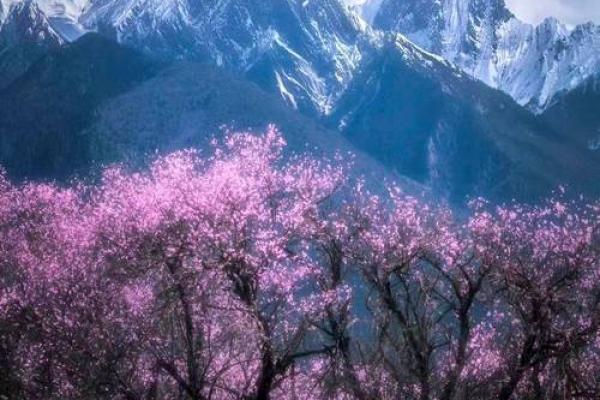 三月出生属龙的命运解析：龙年邂逅春天的奇妙命运