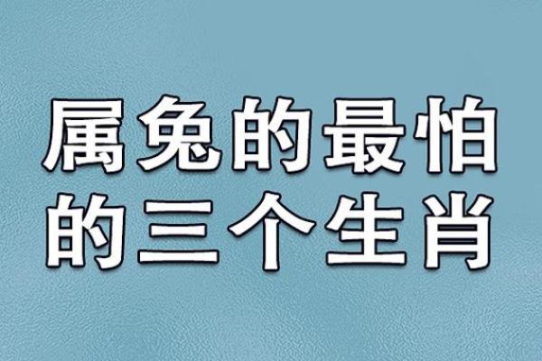 属兔的命运解析：1963年出生的兔子性格与人生轨迹