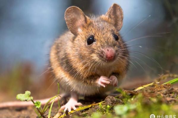 生肖命运中的丧妻之因：究竟哪几个生肖容易面临妻子命运的挑战？