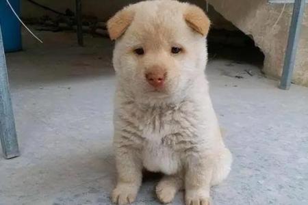 958年狗的命运：狗年人的性格与命理解析