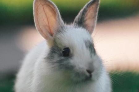 属兔1951：温柔与智慧交织的命运之旅