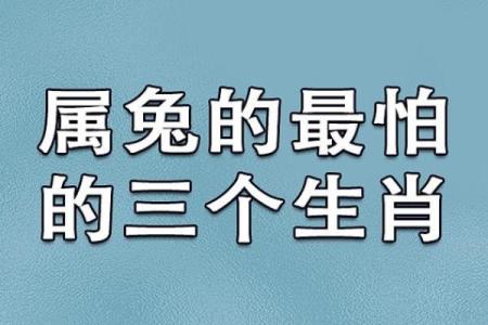 属兔的命运解析：1963年出生的兔子性格与人生轨迹