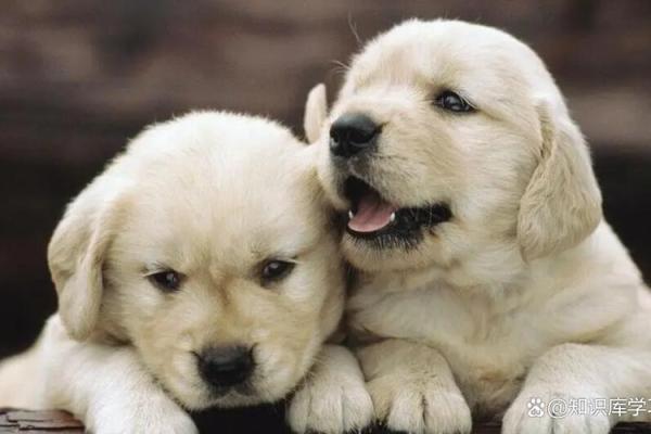 40岁属狗的命运解析：智慧与忠诚的生命之旅