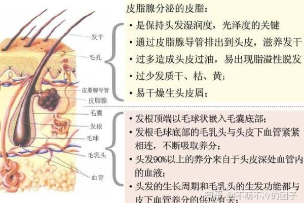 女性头发与命运：揭示发质与命运之间的神秘联系