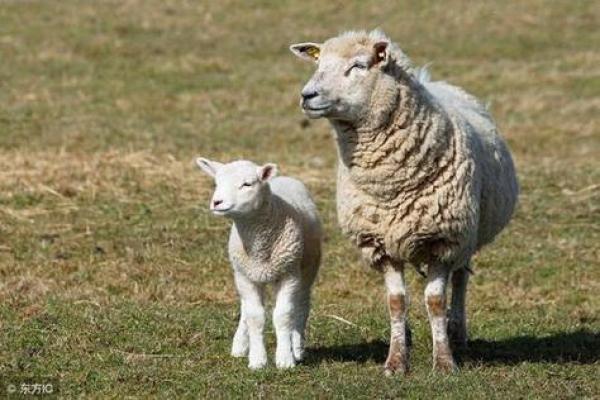 属羊人的2015年命运探析：从财运到情感的全景解读