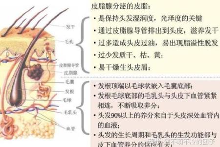 女性头发与命运：揭示发质与命运之间的神秘联系