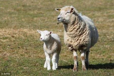 属羊人的2015年命运探析：从财运到情感的全景解读