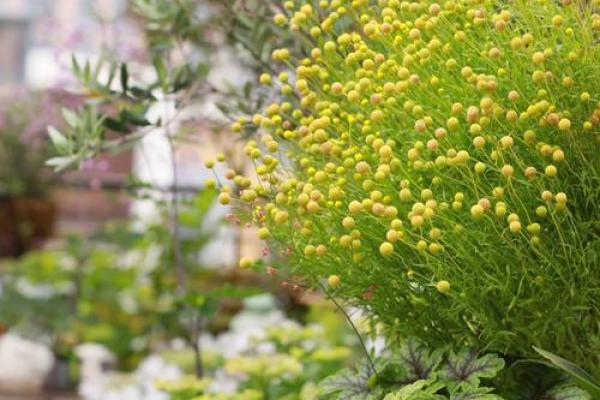 什么花命里带金字，带来富贵人生的秘密