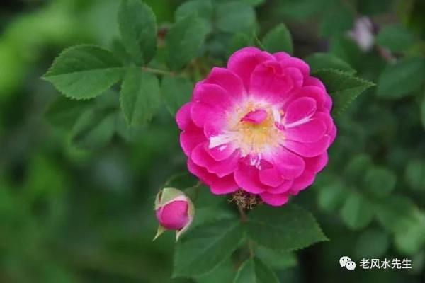 配对官杀旺男命的理想女命选择探讨