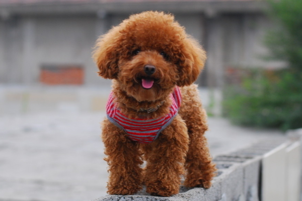 93年出生的水狗：命运与性情的深度解析