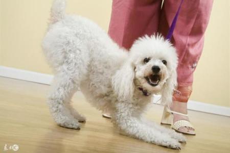 93年出生的水狗：命运与性情的深度解析