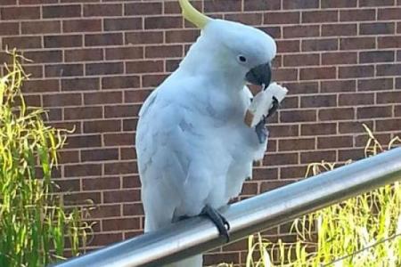 贪财爱命的动物：揭秘鼠类的生存之道与智慧