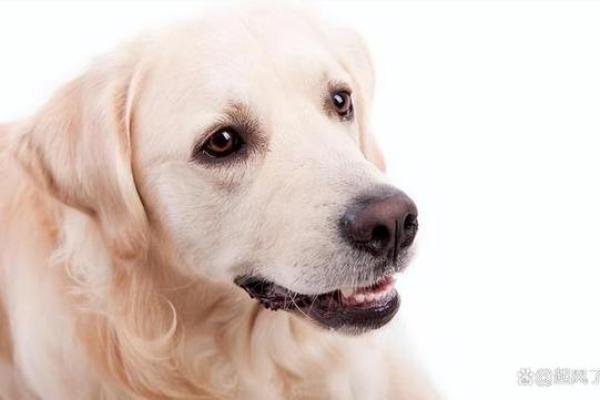 30岁属狗女性的命运与人生解析：突破瓶颈，迎接新机遇