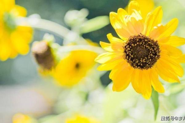 女人晚年命格解析：让我们一起探索岁月的积淀与智慧的光辉