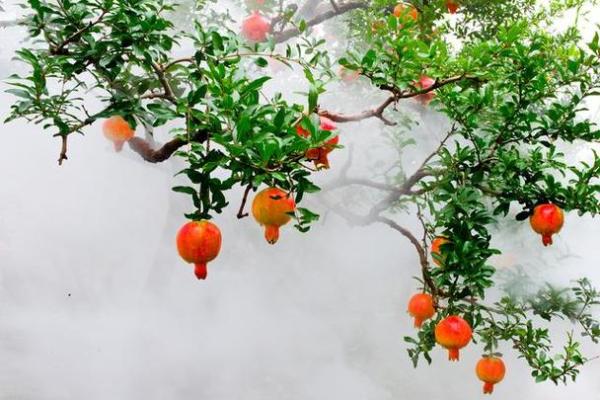 石榴木命：那些与你不合的命格与生活中的应对之道