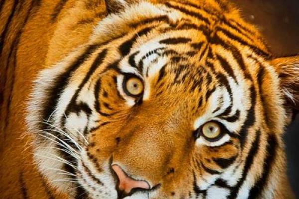 属虎1938年出生的人命运与性格剖析