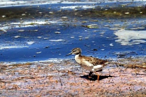 1952年属鸡的命运与人生探秘：幸运与挑战并存的旅程