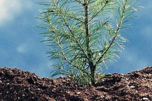 沙中土命适合的专业与职业发展探索