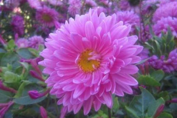 女命太阳旺象征的吉祥与人生机遇