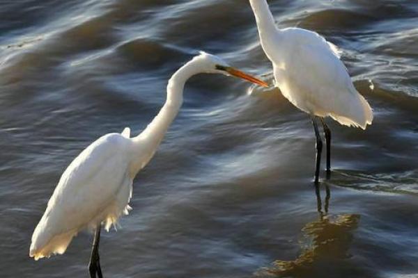 水命人士适合选择哪些手机，提升生活的灵动与顺畅？