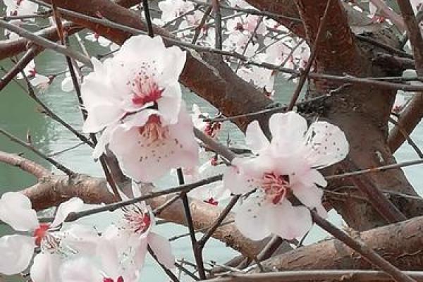 水命人士适合选择哪些手机，提升生活的灵动与顺畅？